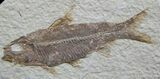 Nicely Preserved Inch Green River Fossil Fish #791-1
